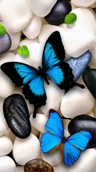 Butterfly Aesthetic Wallpaper