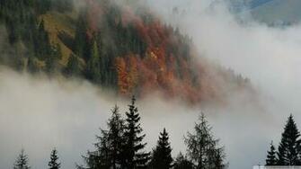 Foggy Mountain Forest 4k HD Desktop Wallpaper For Ultra