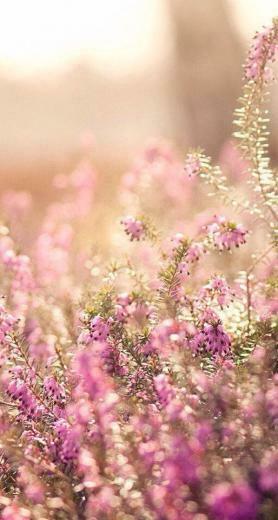 Spring iPhone Wallpaper Background
