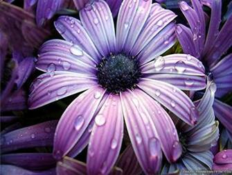 Wallpaper Big Beautiful Flowers