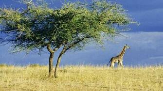 Serengeti Africa Wallpaper