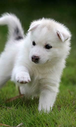 Bigger 3d Lovely Dog Live Wallpaper For Android Screenshot