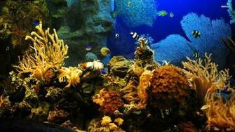 Tropical Wallpaper Animal Aquarium Fish Resimleri Akvaryum