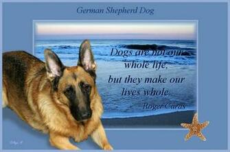 German Shepherd Puppies HD Wallpaper Pictures Background For Kids