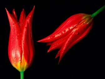Red Flowers Wallpaper
