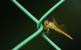 Dragonfly Wallpaper Desktopwallpaper Desktop