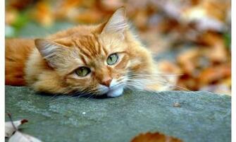 Red Cat Sleep On Autumn Wallpaper