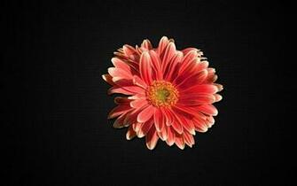 Gerbera Daisy Wallpaper