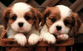 Cute Dog Pictures Dogs Image Puppy