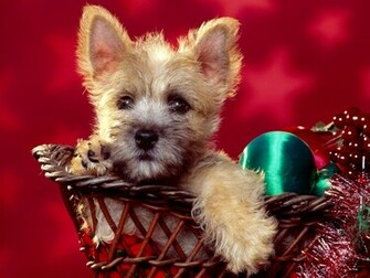 Wallpaper S Cool Christmas Puppy