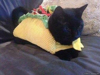 Taco Cat For Brooke Baird Lowater And Christina Childress