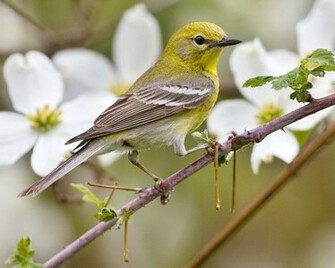 Songbird Wallpaper Magz