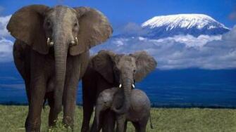 Wallpaper Elephant Family Mountain Kilimanjaro Mount
