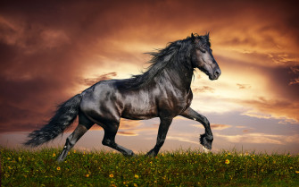 HD Horse Background Desktop Wallpaper