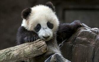 Baby Panda Bear Wallpaper Gallery