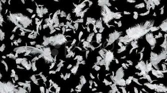 Falling Feathers Stock Video Footage Pond5