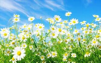 Spring Wallpaper HD