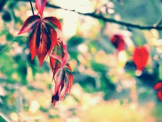 For HD Wallpaper Desktop Photography