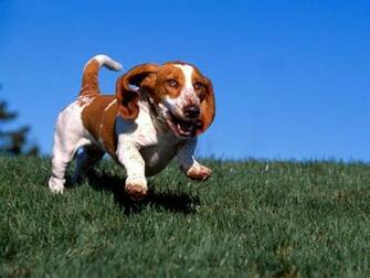Basset Hound Running Wallpaper Pictures