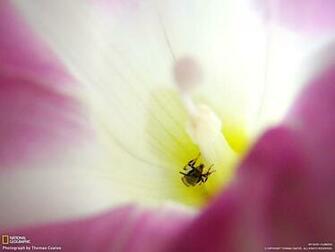 Desktop Wallpaper Flowers By National Geographic