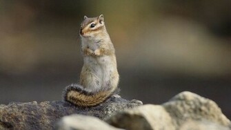 Beautiful Squirrel Wallpaper HD Background