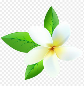 Plumeria Transparent Png Image Background Toppng