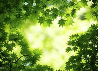 Green Tree Wallpaper For Android Live