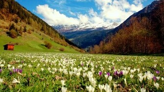 Spring Meadow Crocus Flower Grass Hut Mountain