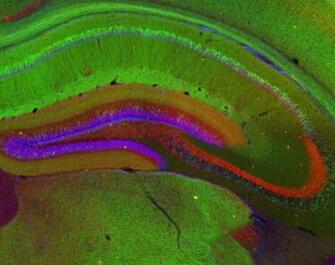 Archive Inside Nif Cell Image Library Desktop Wallpaper