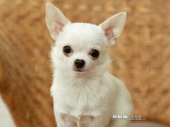 Chihuahua Puppy Wallpaper Pictures No Desktop