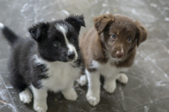 Border Collie Puppy Pictures Image On