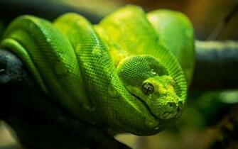 Green Tree Snake Pictures Dowload
