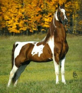 Saddlebred Stallions At Stud For