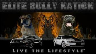 Pitbull High Definition Wallpaper