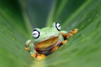 4k Frog Wallpaper Background Image