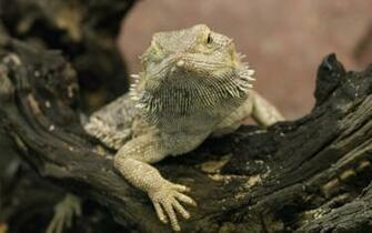 Reptile HD Wallpaper