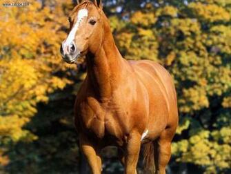 Quarter Horse Wallpaper