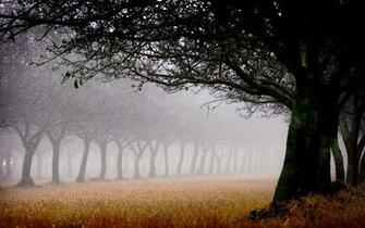Pin Wallpaper Morning Fog Spring Landscape Resolution On