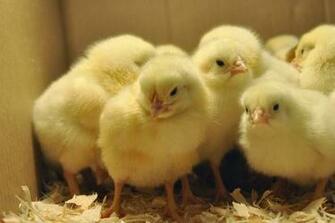 Wallpaper U Cute Beautiful Chickens HD