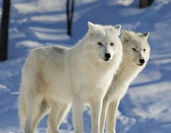 Arctic Wolf Wallpaper
