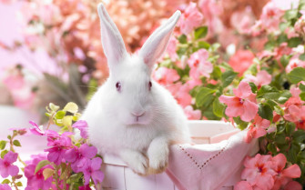 White Rabbit Wallpaper
