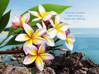 June Live In Sunshine Desktop Calendar Monthly Calendars