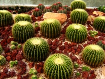 Cactus Wallpaper