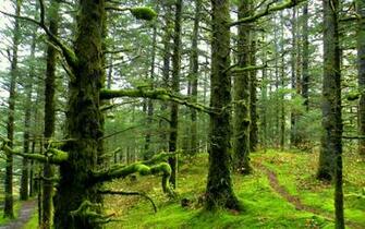 Moss Covered Forest Wallpaper
