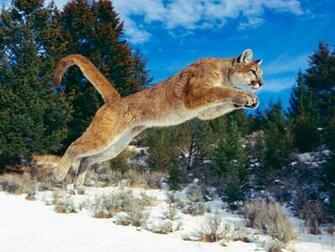 Apple Os X Mountain Lion Wallpaper News