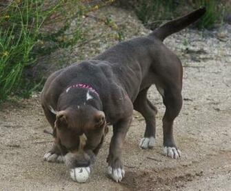 Pictures Of Blue Pitbull Puppies HD Wallpaper And