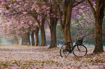 Nature Bicycle Wallpaper HD