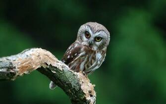 Bird Owl Look Branch HD Wallpaper