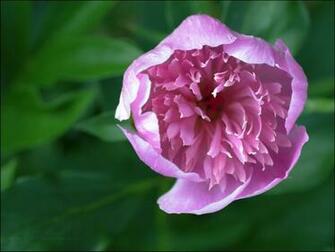 Pink Peony Photography Wallpaper Plant Desktop Background