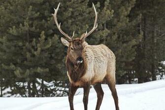 Bull Elk Elks Deer Wallpaper